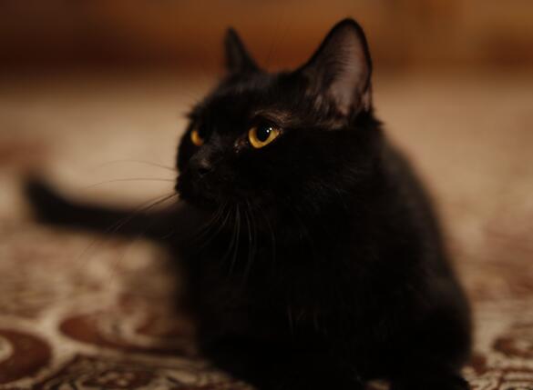 妖猫传为什么吃眼睛