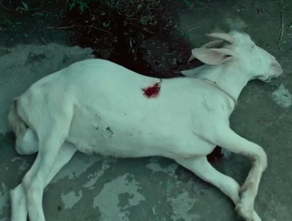 误杀中为什么把羊放在棺材里