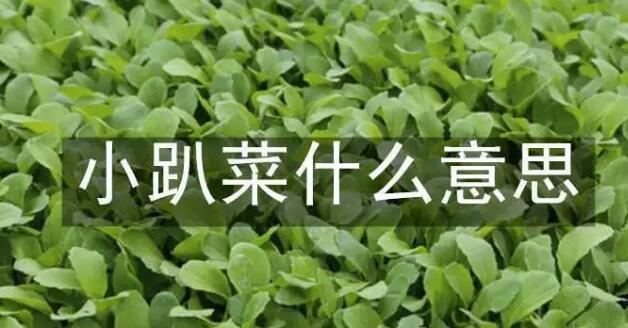 小趴菜什么意思