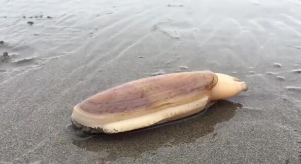 2,象拔蚌实际上是一种生物,它的学名叫太平洋潜泥蛤,是蚌的一种,也是