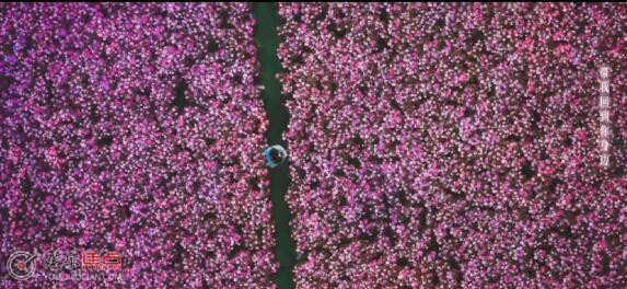 夏花男女花海相拥是真的吗