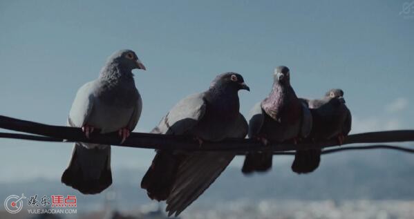 重启人生四只鸟什么意思