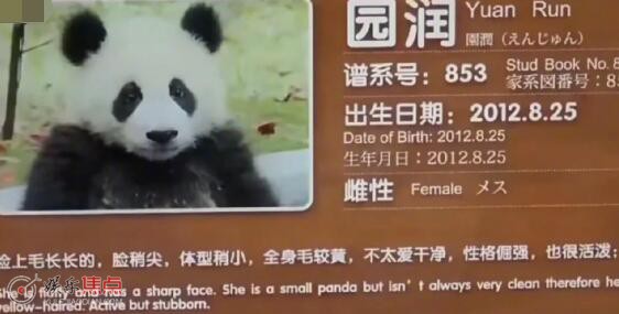 小狗乖乖小狗乖乖是什么歌