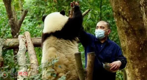 熊猫谭爷爷个人资料介绍