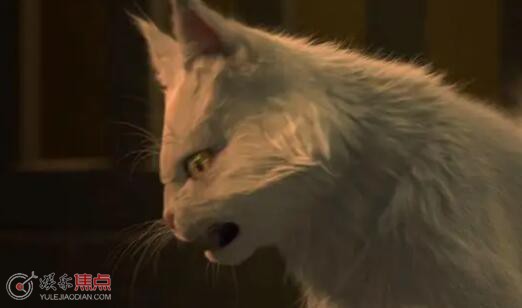 李饼是只猫的原因